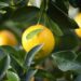 The Advantages of Botanical and Herbal Ingredients in Skincare Products